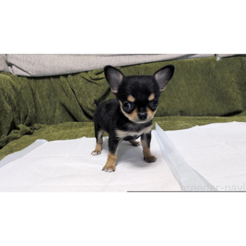 販売中の茨城県のチワワ(スムースコート)-430323の4枚目