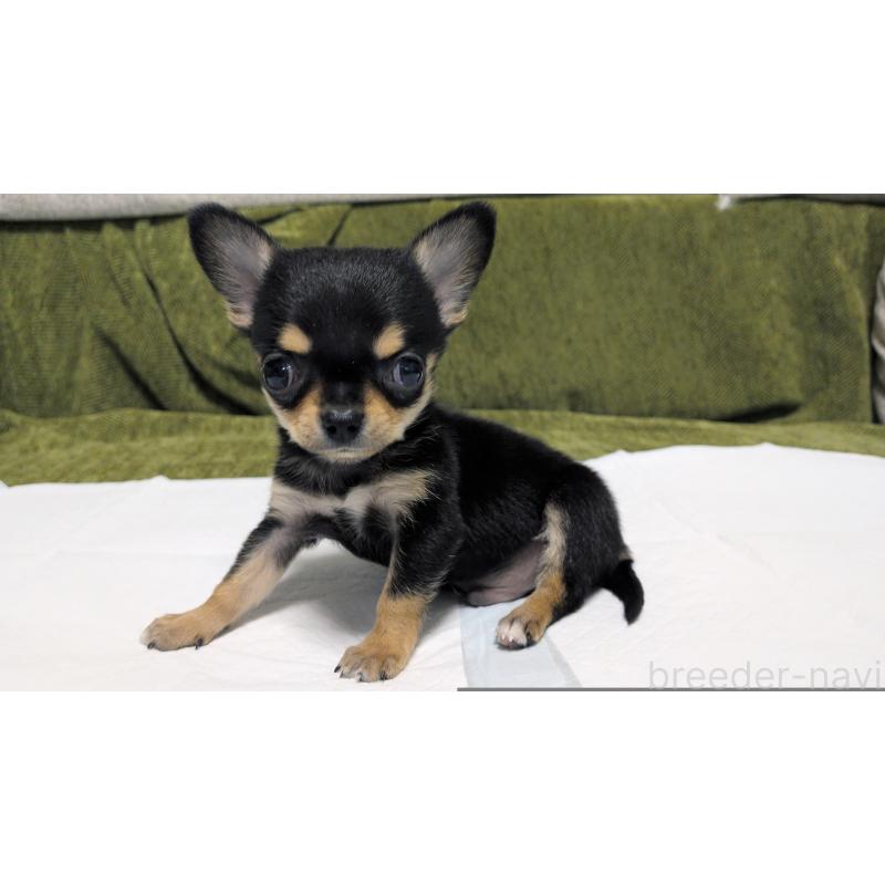 販売中の茨城県のチワワ(スムースコート)-430323の2枚目