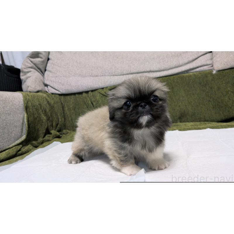 販売中の茨城県のペキニーズ-430324の15枚目