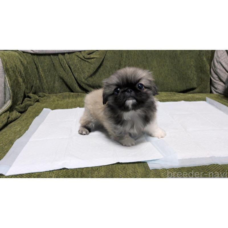 販売中の茨城県のペキニーズ-430324の14枚目