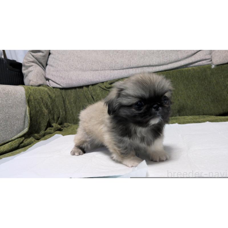 販売中の茨城県のペキニーズ-430324の13枚目