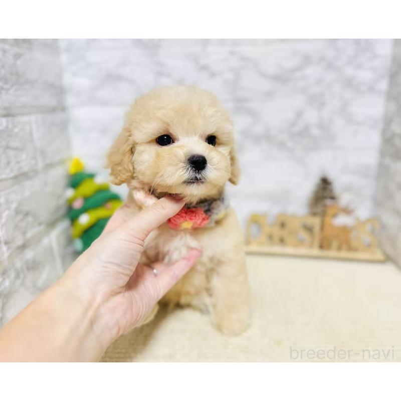 販売中の岐阜県のマルプー:マルチーズ×トイプードル-424488の8枚目