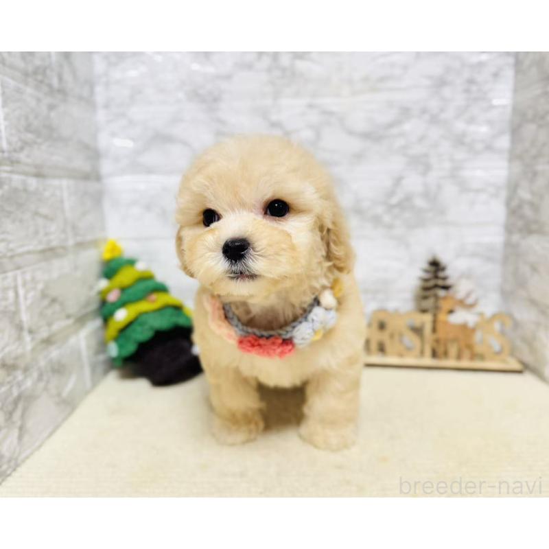 販売中の岐阜県のマルプー:マルチーズ×トイプードル-424488の7枚目