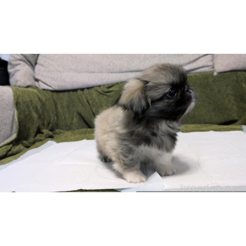 販売中の茨城県のペキニーズ-430324の12枚目