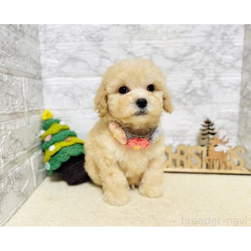 販売中の岐阜県のマルプー:マルチーズ×トイプードル-424488の6枚目