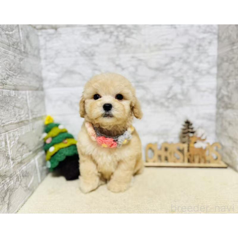 販売中の岐阜県のマルプー:マルチーズ×トイプードル-424488の5枚目