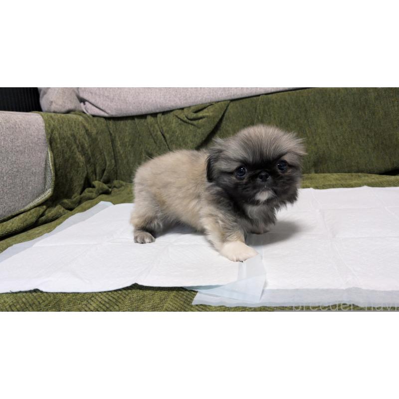 販売中の茨城県のペキニーズ-430324の11枚目