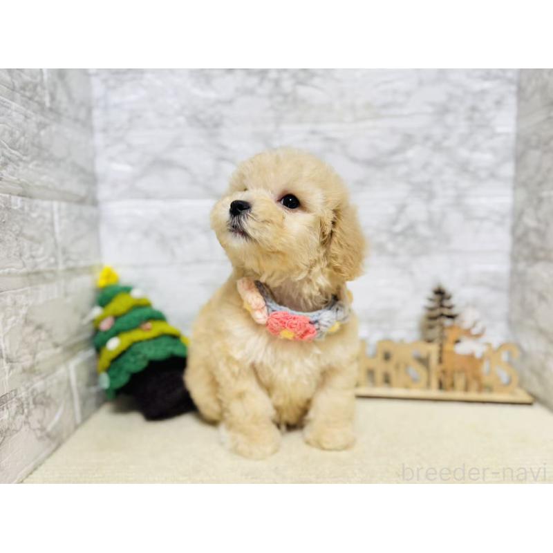 販売中の岐阜県のマルプー:マルチーズ×トイプードル-424488の4枚目