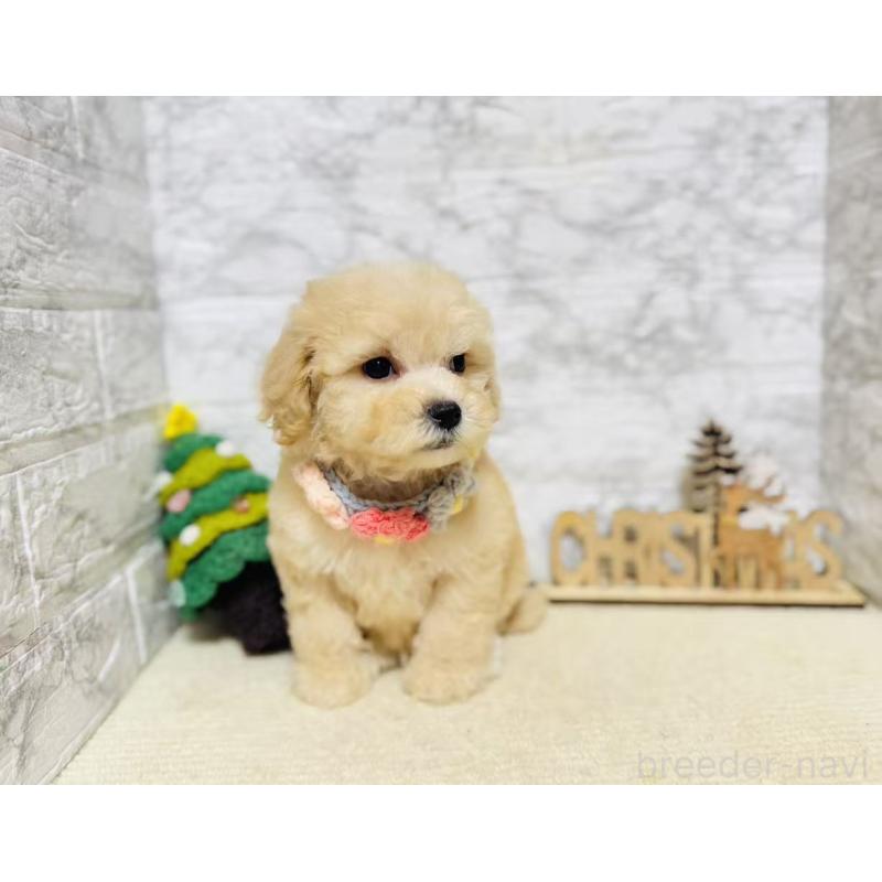 販売中の岐阜県のマルプー:マルチーズ×トイプードル-424488の3枚目