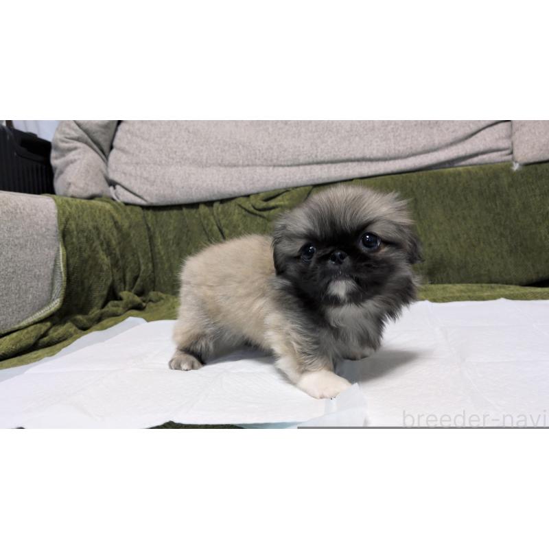 販売中の茨城県のペキニーズ-430324の10枚目