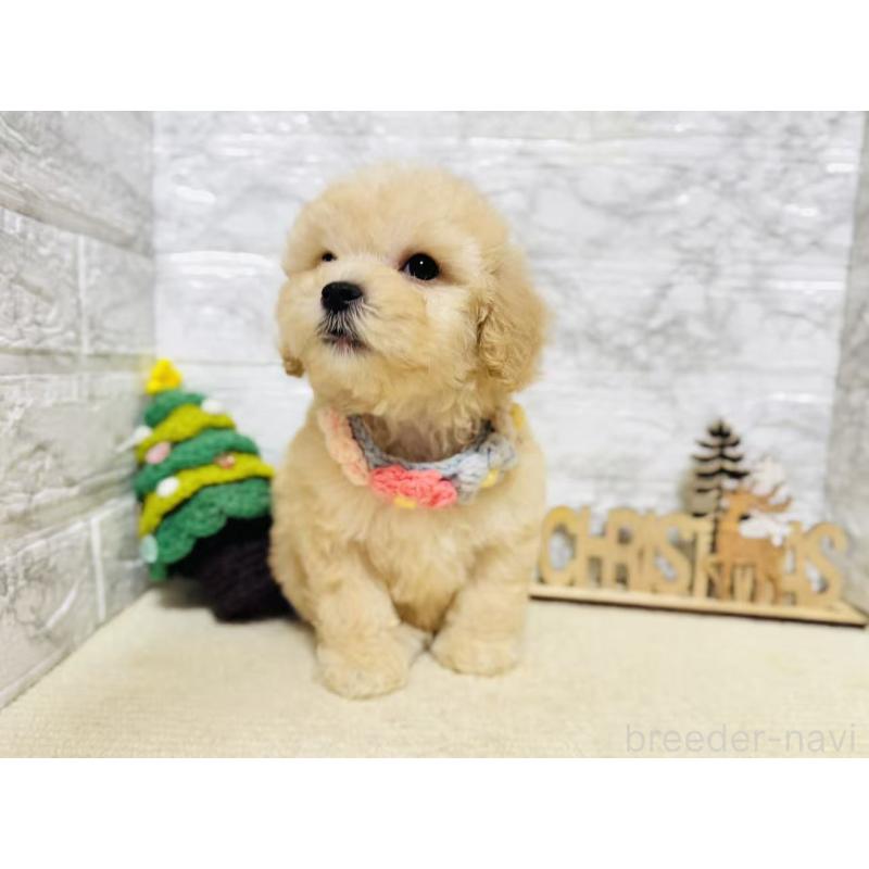 販売中の岐阜県のマルプー:マルチーズ×トイプードル-424488の2枚目