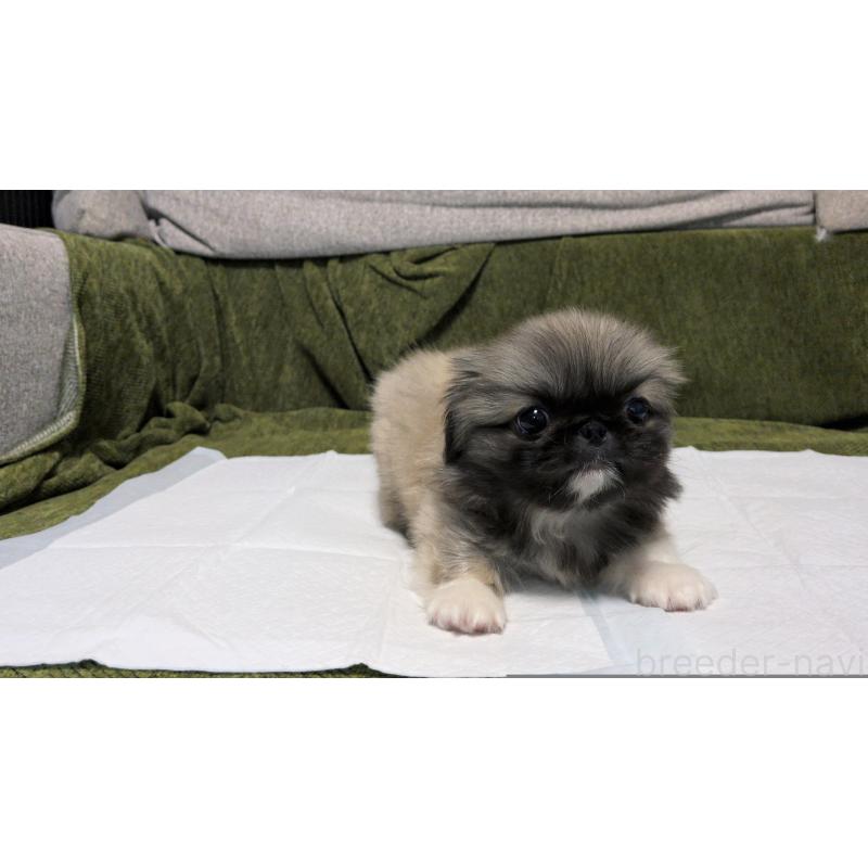 販売中の茨城県のペキニーズ-430324の9枚目