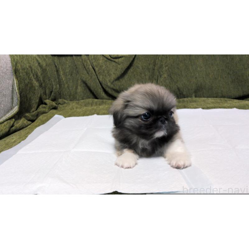 販売中の茨城県のペキニーズ-430324の8枚目