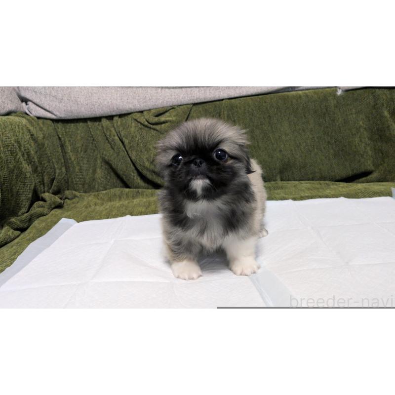 販売中の茨城県のペキニーズ-430324の7枚目