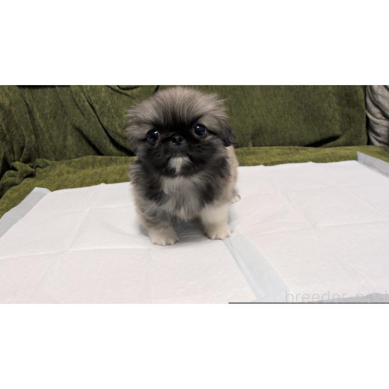 販売中の茨城県のペキニーズ-430324の6枚目