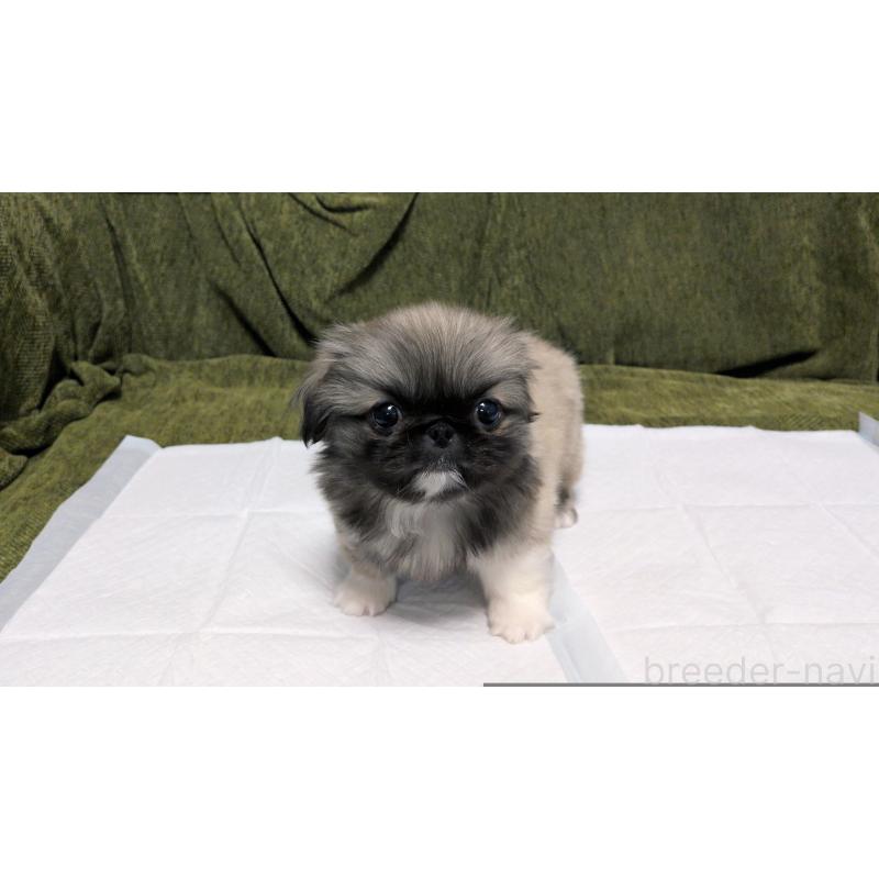 販売中の茨城県のペキニーズ-430324の5枚目