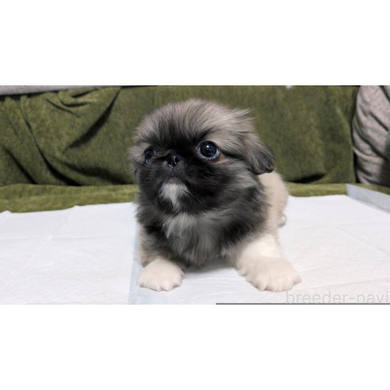 販売中の茨城県のペキニーズ-430324の4枚目