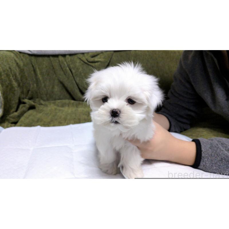 販売中の茨城県のマルチーズ-430325の10枚目