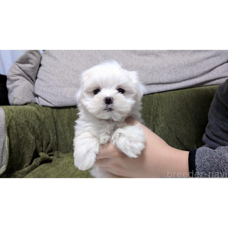 販売中の茨城県のマルチーズ-430325の9枚目