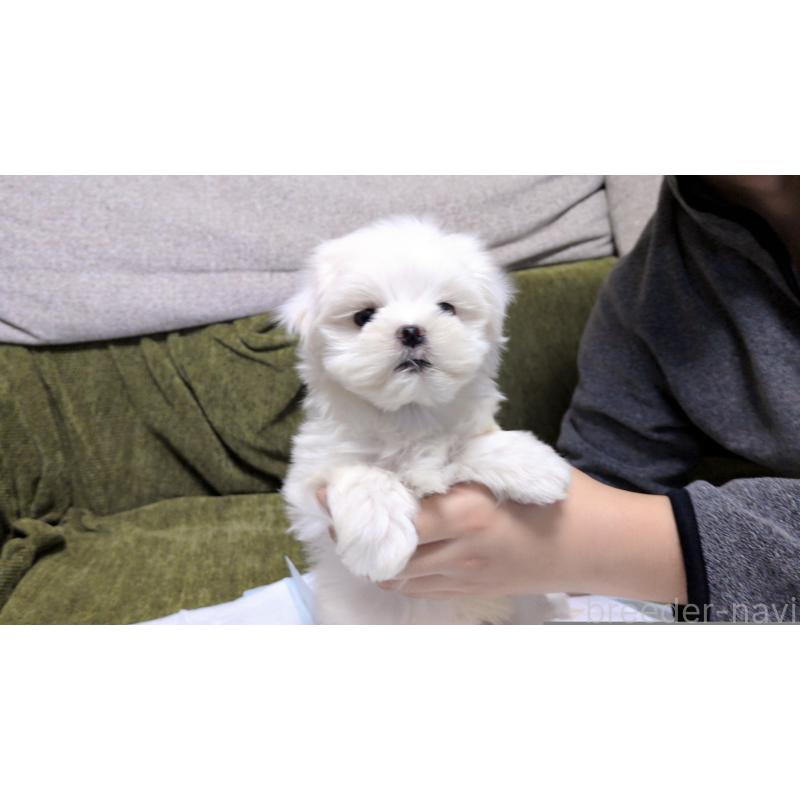 販売中の茨城県のマルチーズ-430325の8枚目