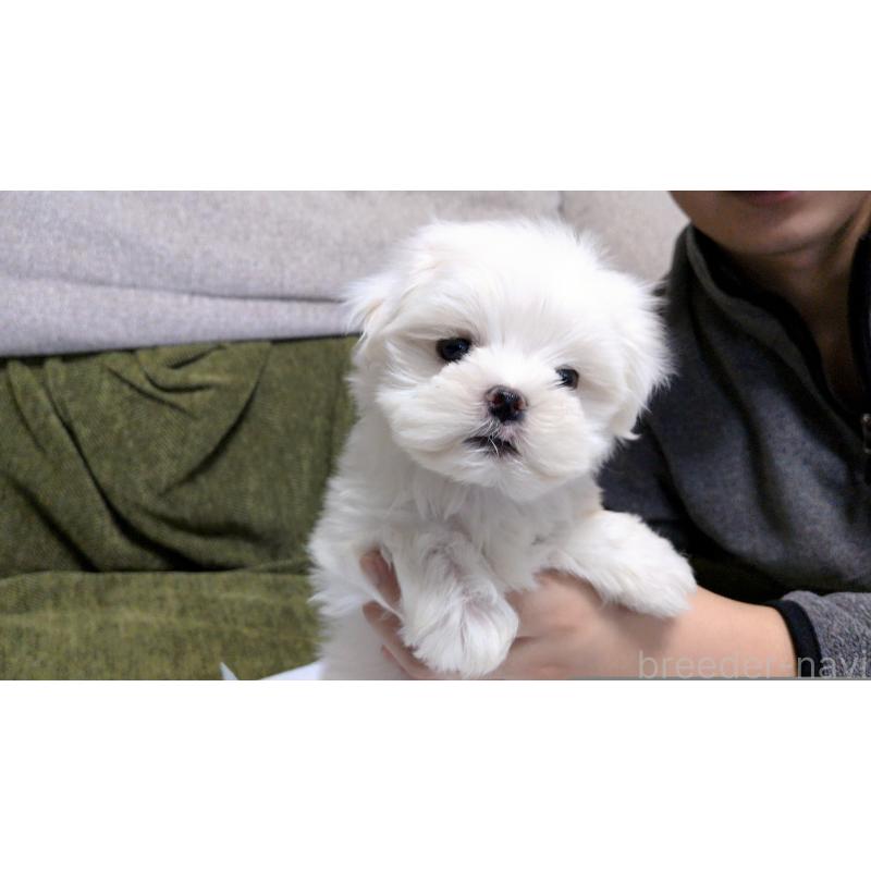 販売中の茨城県のマルチーズ-430325の6枚目