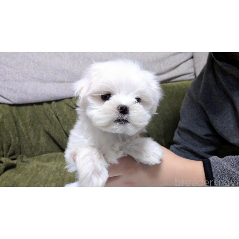 販売中の茨城県のマルチーズ-430325の5枚目