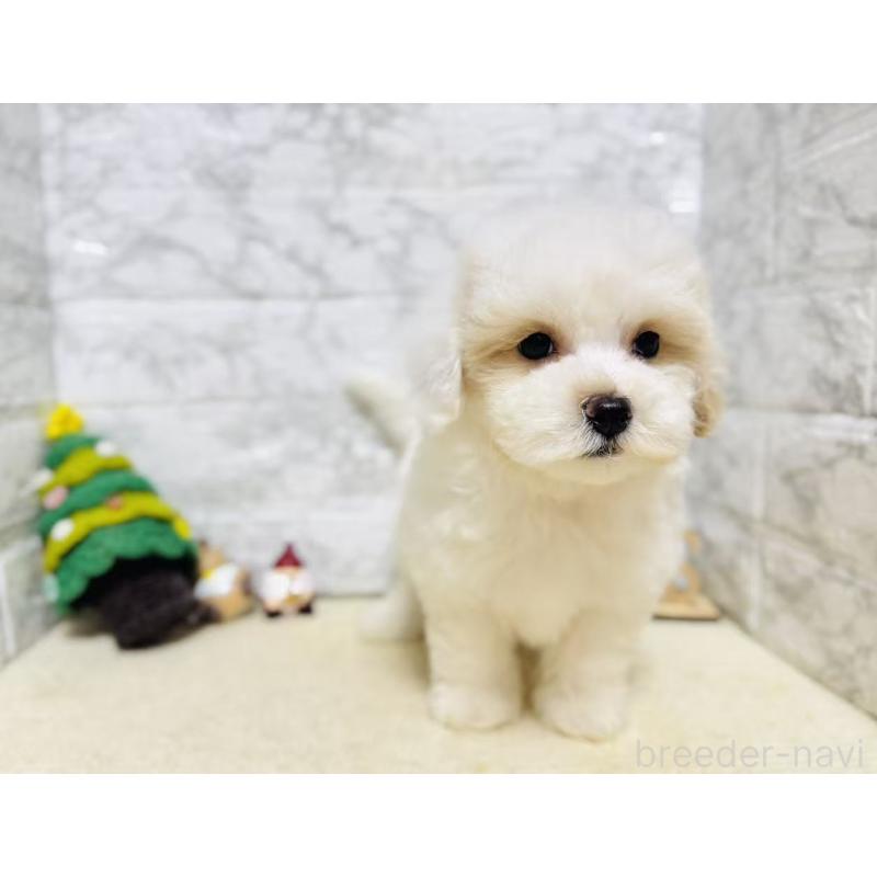 販売中の岐阜県のマルプー:マルチーズ×トイプードル-424481の6枚目