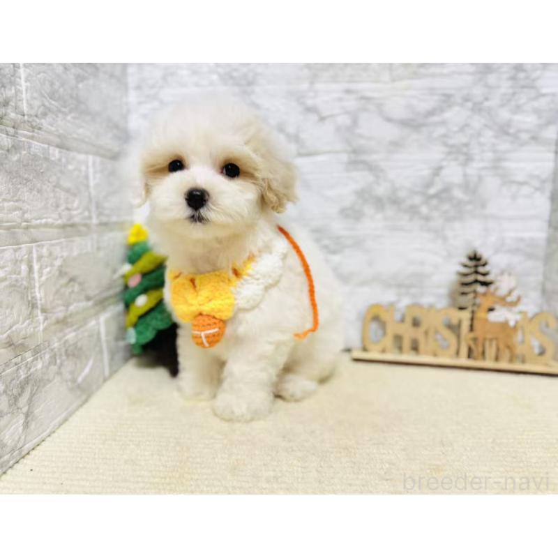 販売中の岐阜県のマルプー:マルチーズ×トイプードル-424481の7枚目