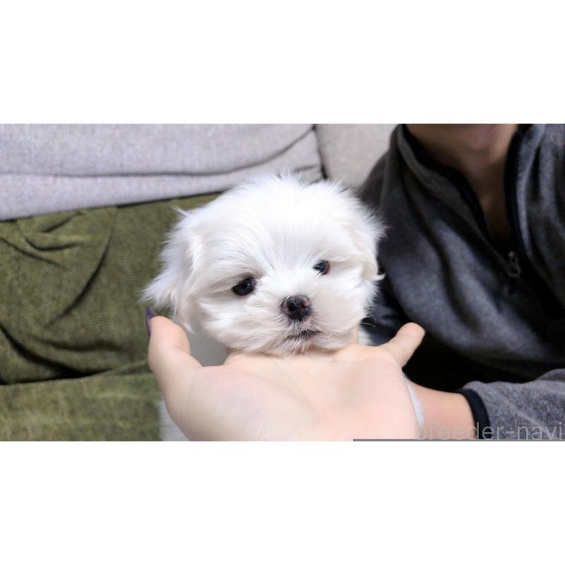 販売中の茨城県のマルチーズ-430325の2枚目