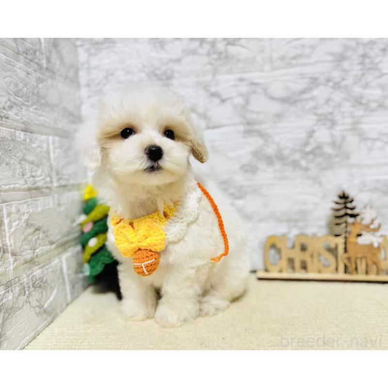 販売中の岐阜県のマルプー:マルチーズ×トイプードル-424481の5枚目