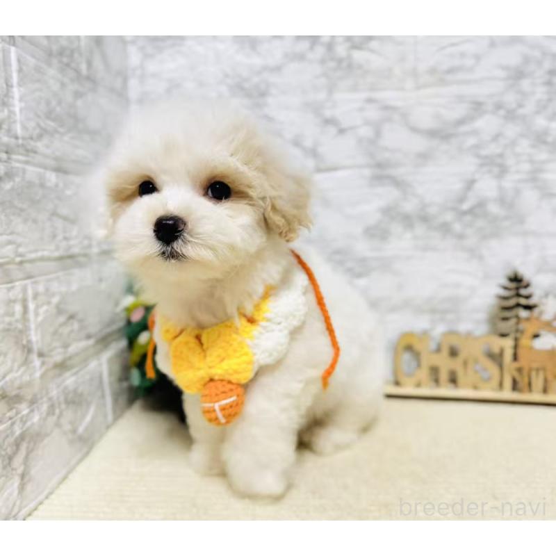 販売中の岐阜県のマルプー:マルチーズ×トイプードル-424481の4枚目