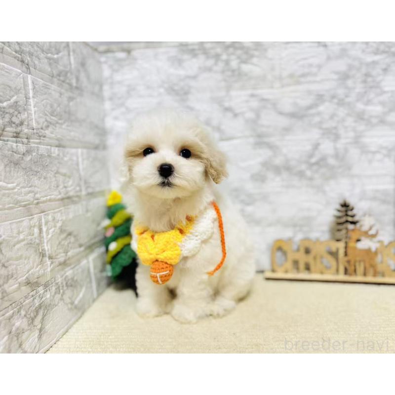 販売中の岐阜県のマルプー:マルチーズ×トイプードル-424481の2枚目