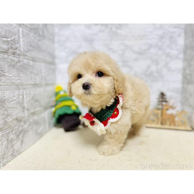 販売中の岐阜県のマルプー:マルチーズ×トイプードル-424485の5枚目