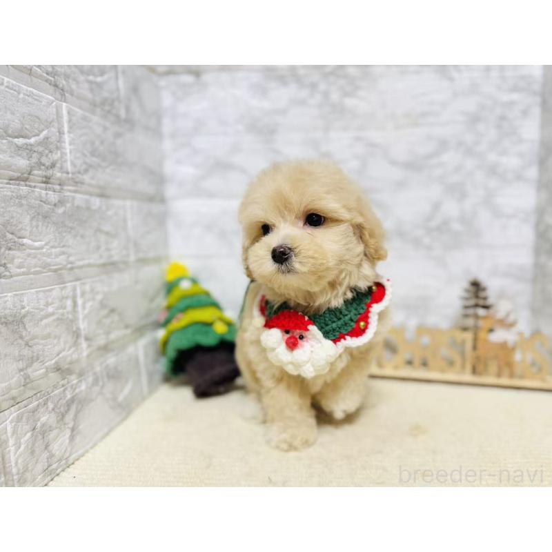 販売中の岐阜県のマルプー:マルチーズ×トイプードル-424485の4枚目