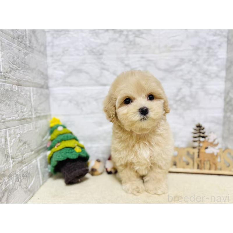 販売中の岐阜県のマルプー:マルチーズ×トイプードル-424485の3枚目