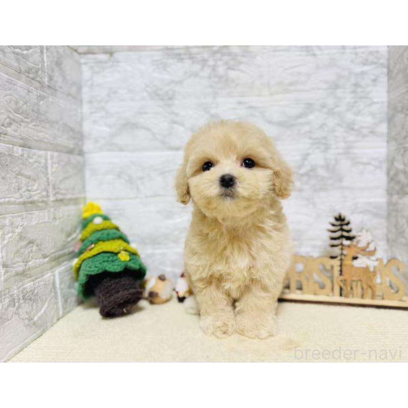 販売中の岐阜県のマルプー:マルチーズ×トイプードル-424485の2枚目