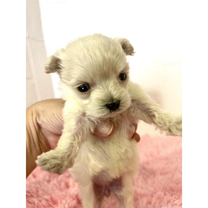 販売中の北海道のマルプー:マルチーズ×トイプードル-430327の8枚目