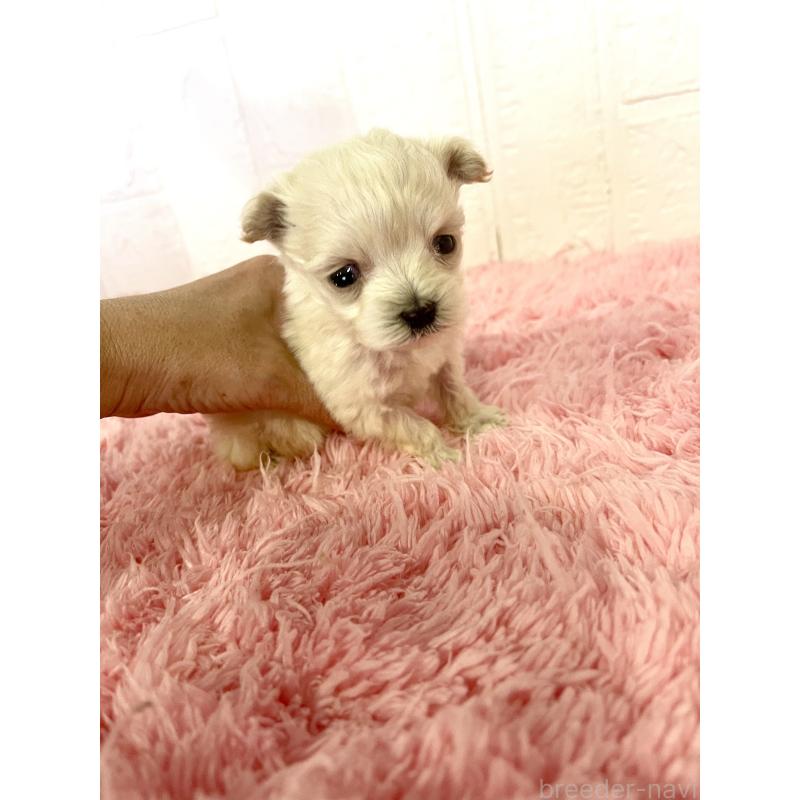 販売中の北海道のマルプー:マルチーズ×トイプードル-430327の7枚目