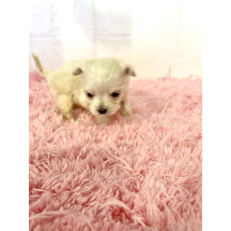 販売中の北海道のマルプー:マルチーズ×トイプードル-430327の6枚目