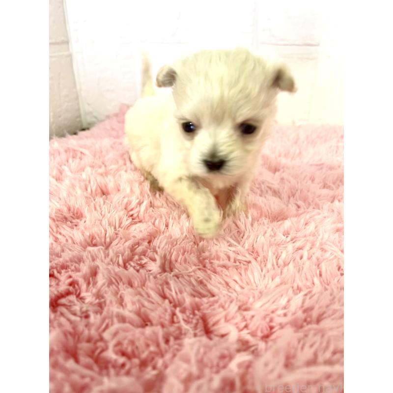 販売中の北海道のマルプー:マルチーズ×トイプードル-430327の5枚目