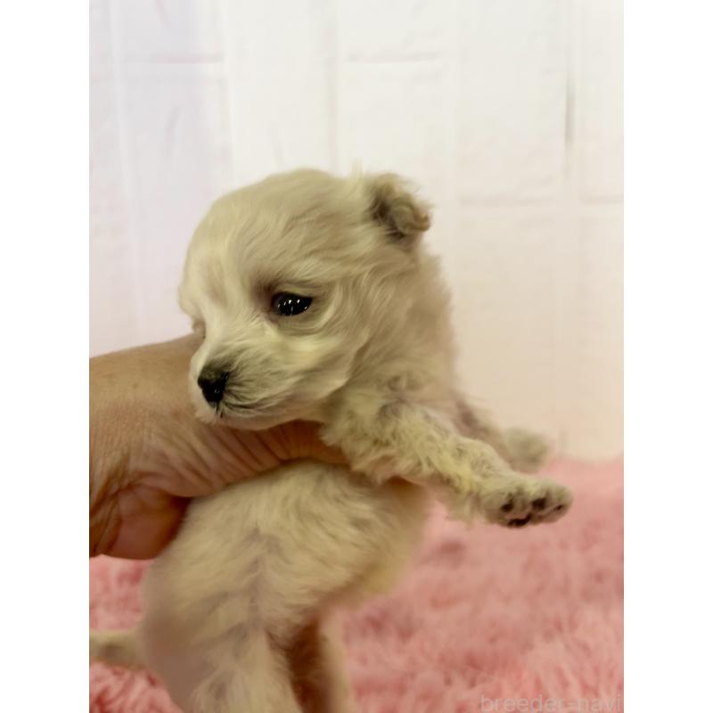 販売中の北海道のマルプー:マルチーズ×トイプードル-430327の4枚目