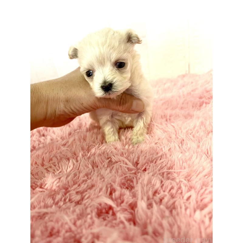 販売中の北海道のマルプー:マルチーズ×トイプードル-430327の3枚目