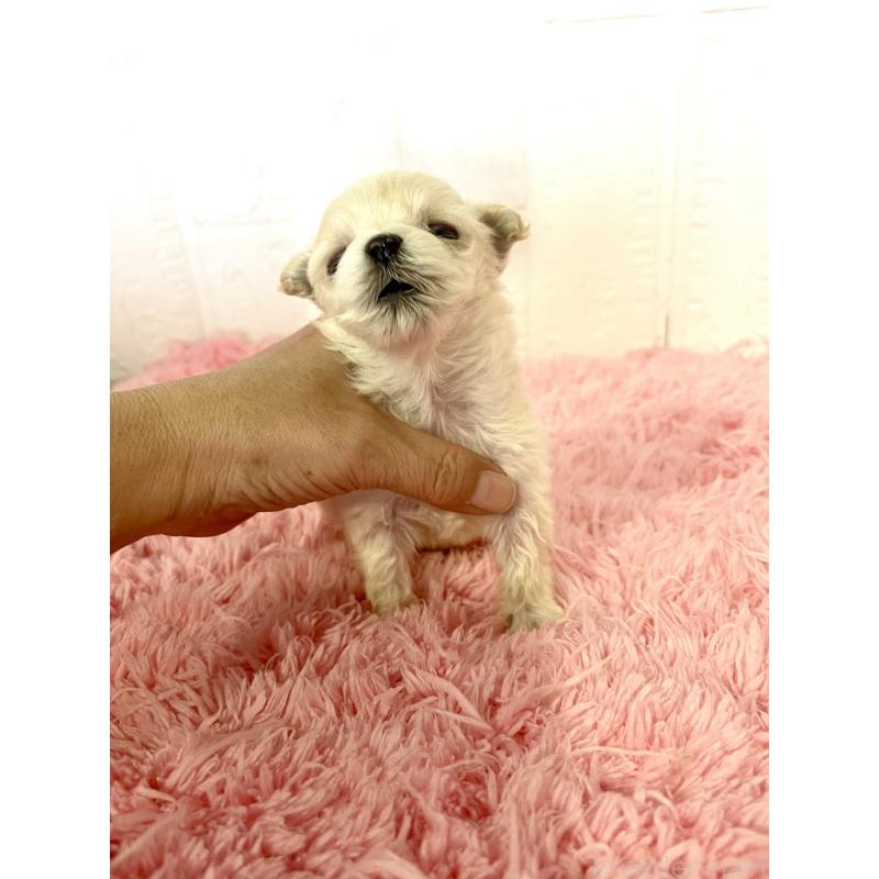 販売中の北海道のマルプー:マルチーズ×トイプードル-430327の2枚目