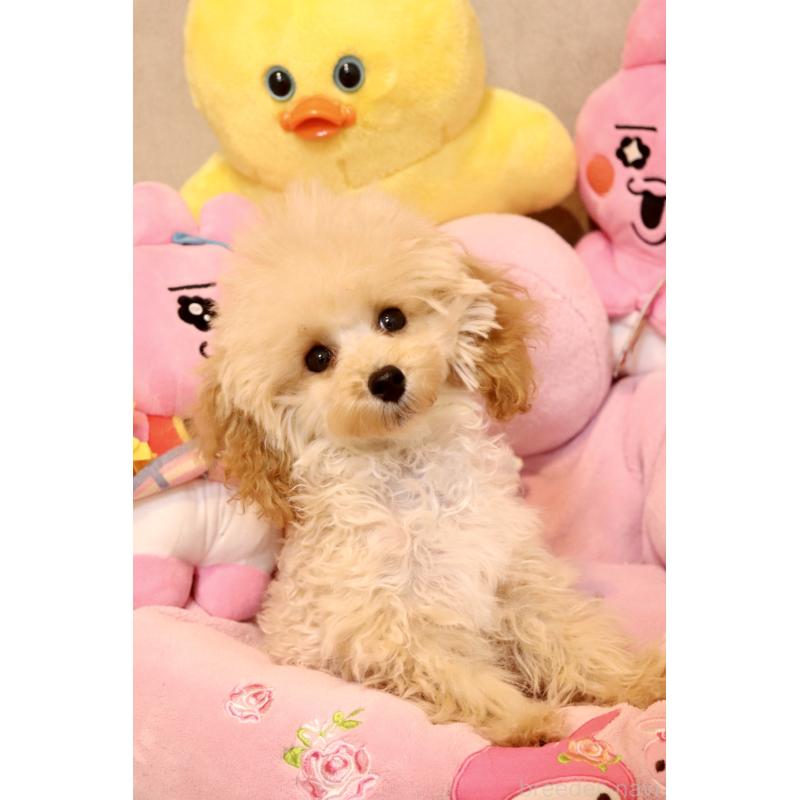 販売中の宮城県のティーカッププードル-423048