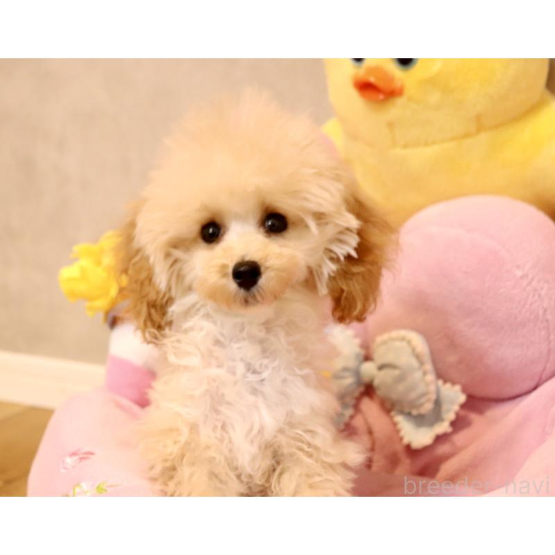 販売中の宮城県のティーカッププードル-423048