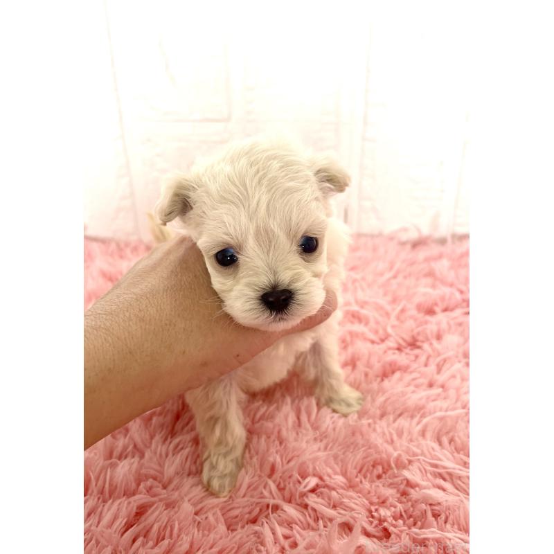 販売中の北海道のマルプー:マルチーズ×トイプードル-430326の8枚目