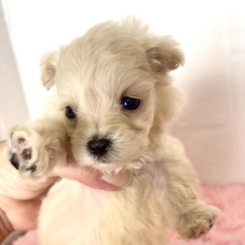 販売中の北海道のマルプー:マルチーズ×トイプードル-430326の7枚目