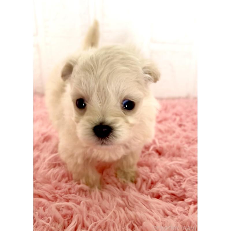 販売中の北海道のマルプー:マルチーズ×トイプードル-430326の6枚目