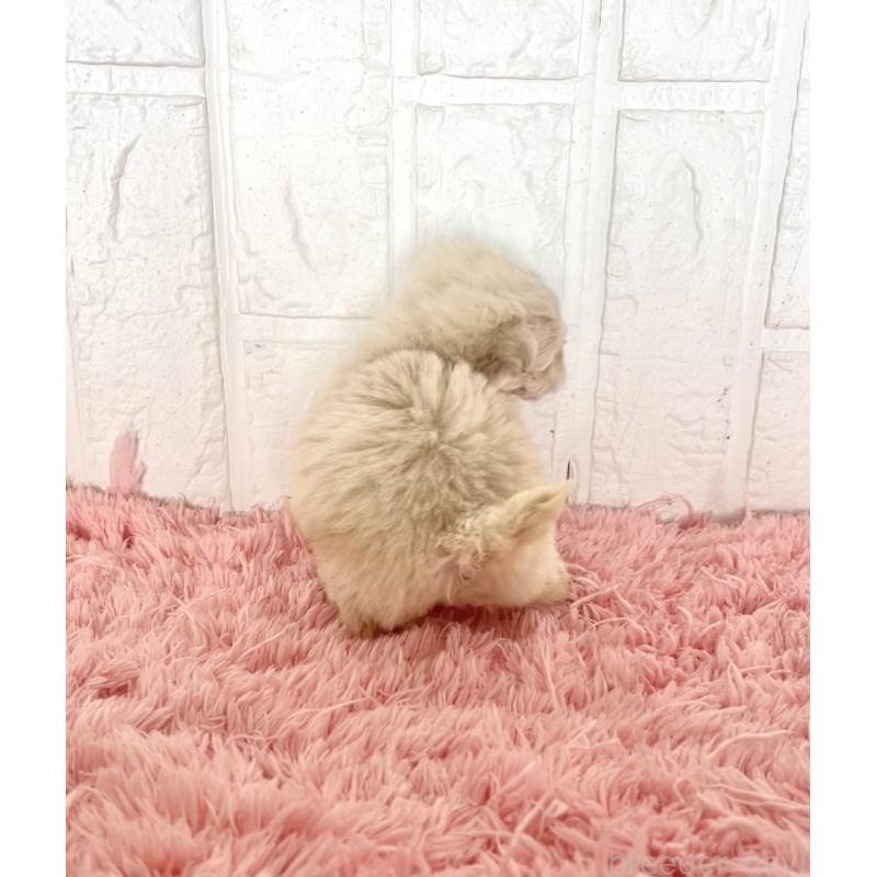 販売中の北海道のマルプー:マルチーズ×トイプードル-430326の5枚目