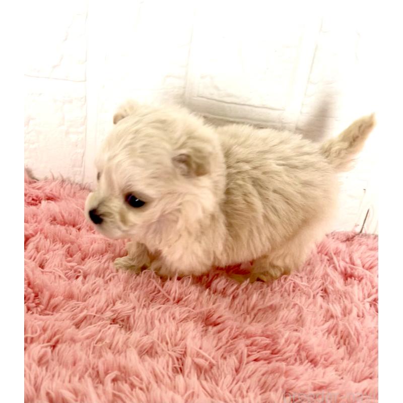 販売中の北海道のマルプー:マルチーズ×トイプードル-430326の4枚目